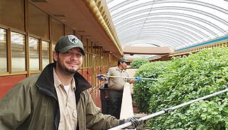 Parks staff trimming trees inside Civic Center