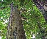 Looking up into redwood tree canopy