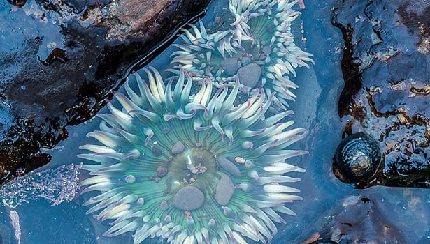 Agate Beach