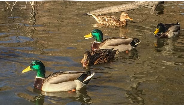 Lagoon Park ducks