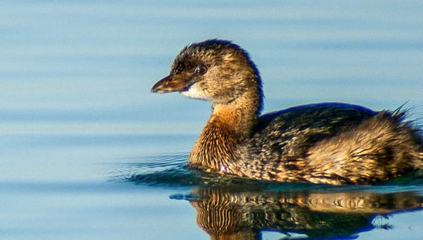 Miller Boat Launch duck