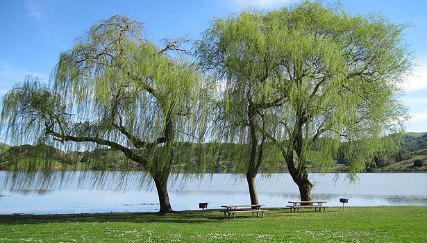 Weeping willow trees on the shore of Stafford Lake Park