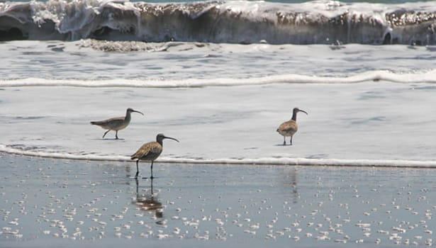 Upton Beach shorebirds