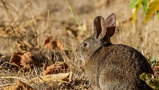 Whitehouse Pool rabbit