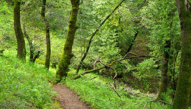 Trees along the path in Bald Hill