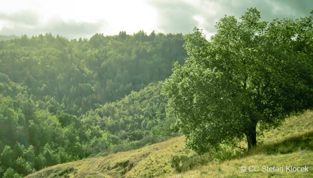 Bald Hill scenic view