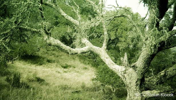 Bald Hill tree