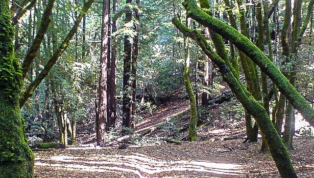Moss on trees