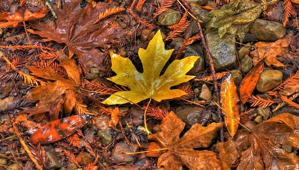 Fall leaves on the ground