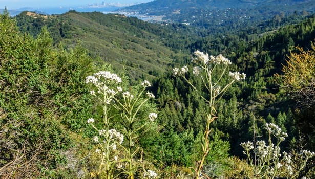 Wildflowers