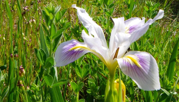 Wild Iris