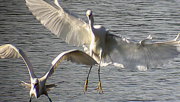 Egrets