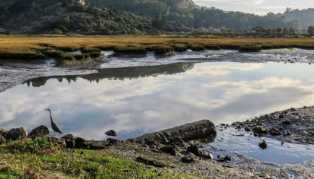 Shore birds along the edge of the marsh