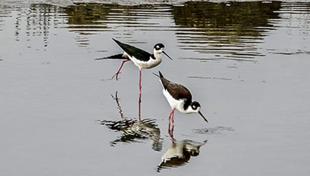 Wading birds in marsh wetland