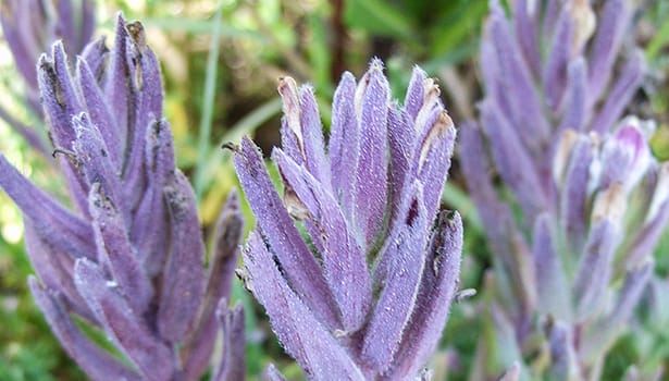 Purple flowers in spring