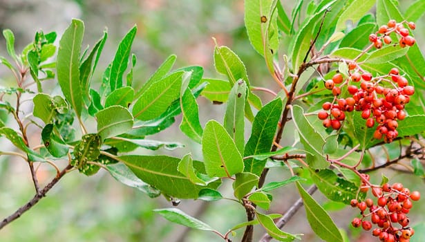 Red berries