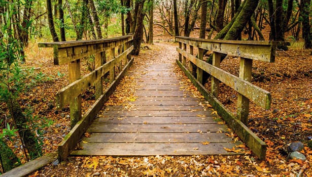 Bridge and fall leaves