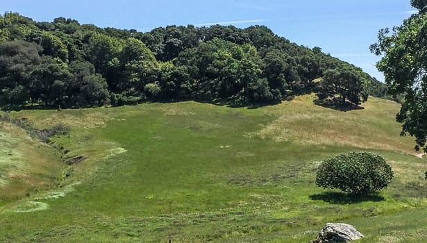 Green hillside