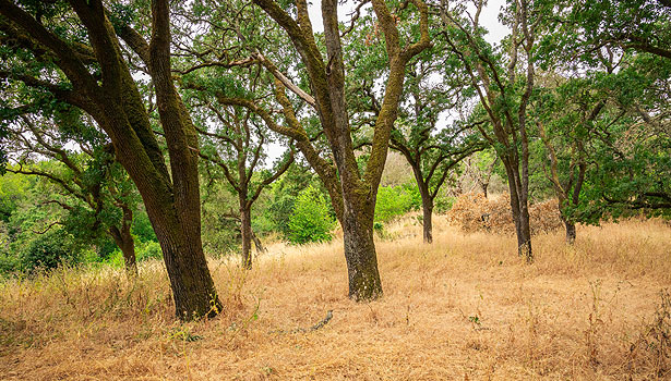 A group of native oaks at Deer Island Preserve