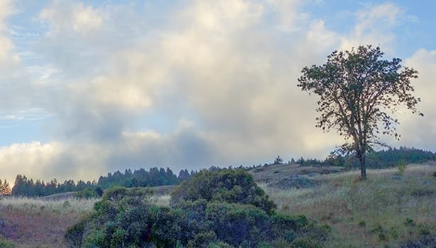 clouds behind winter trees