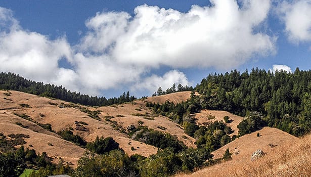 golden hills dotted with green trees