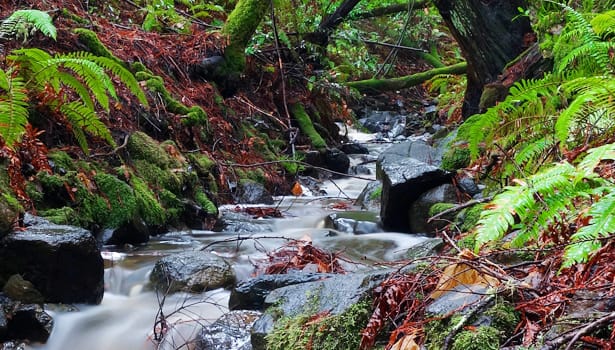 Flowing creek