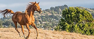 Horse Hill Preserve