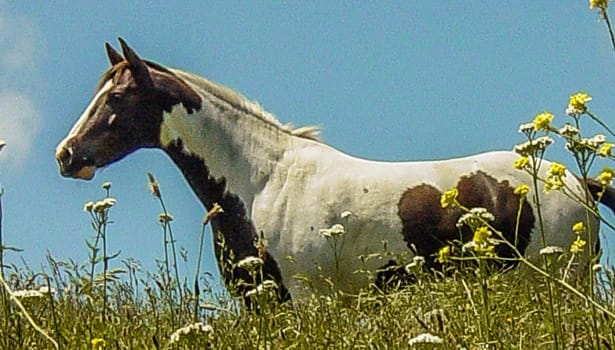 Pinto horse on the hill
