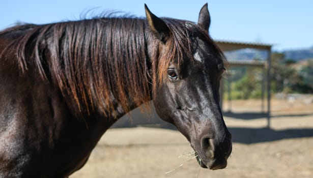 Bay horse with a white star