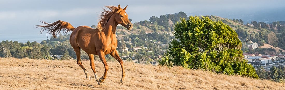 Horse Hill Preserve