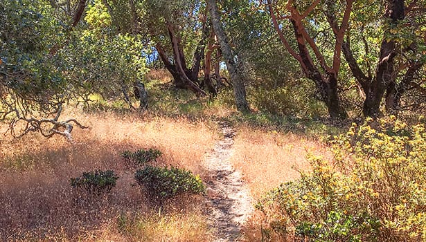 Shaded path through trees