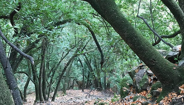 Moss covered trees