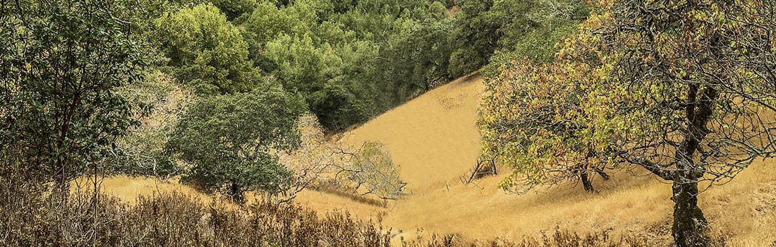 Ignacio Valley Preserve