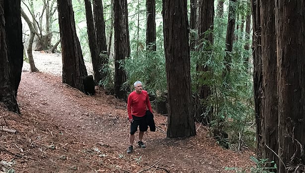 Hiker passing through redwood grove