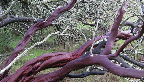 Manzanita