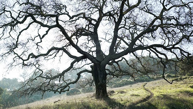Old oak in winter