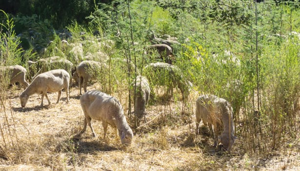 Sheep grazing