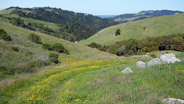 Spring wildflowers