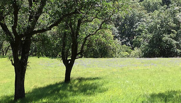 Trees and spring grass