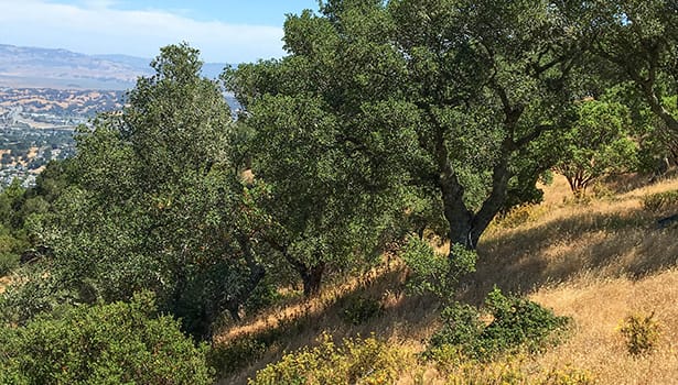 Trees on a hillside