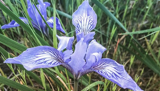 Wild iris