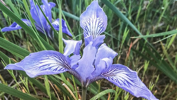 Wild iris