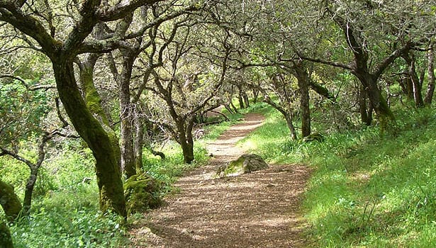 Trail though the trees