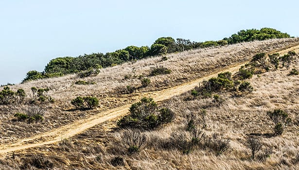 Dry summer hillside