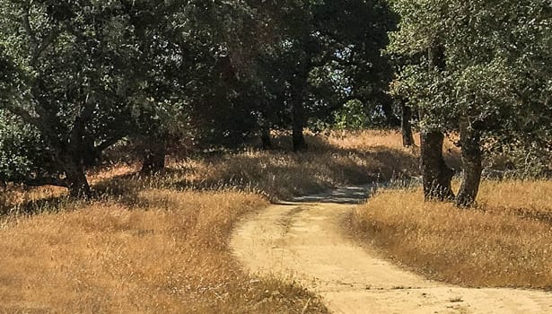 Trail through trees and golden summer grass