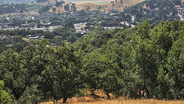 Overlook from trees to town