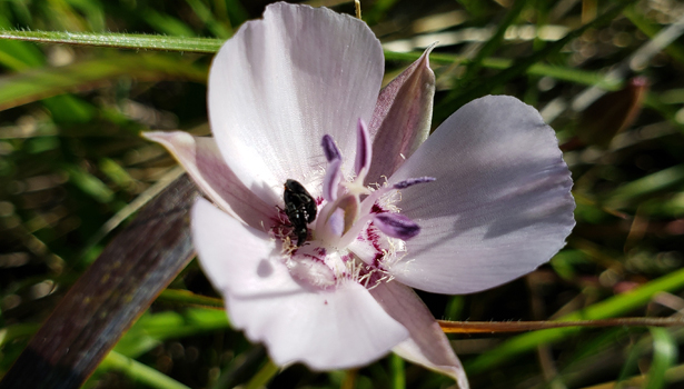 Close-up of pink wildflower blooming at Ring Mountain