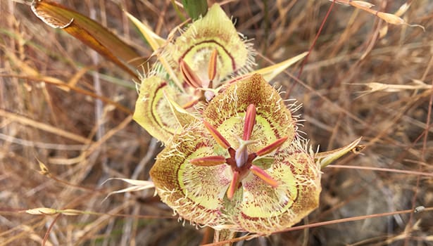 Mariposa lilies