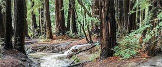 Roy's Redwoods Preserve