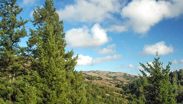 Redwoods beneath summer clouds